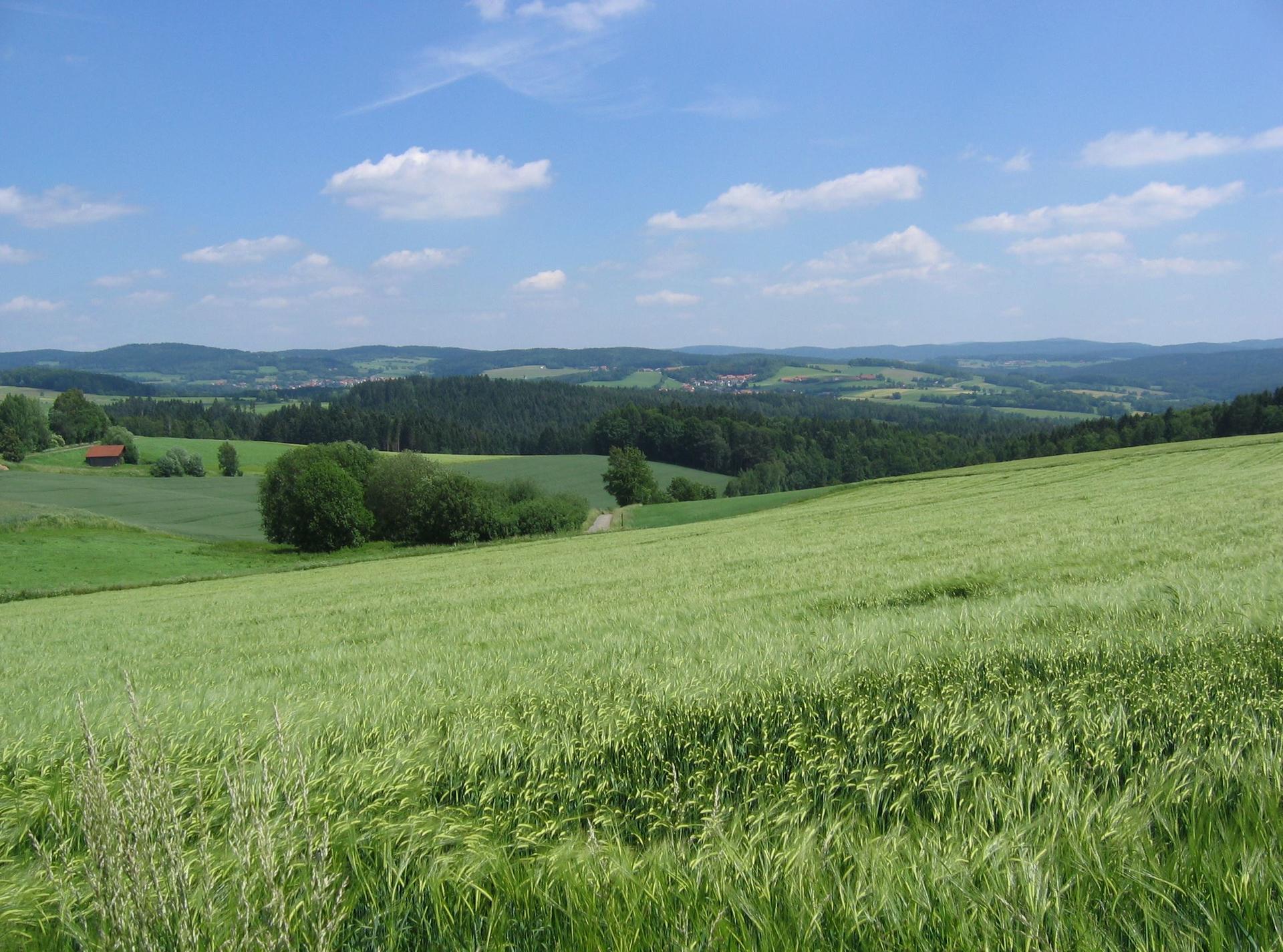 Blick über Wiese und Wald von Schömersdorf nach Teunz