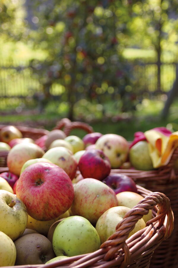 Äpfel in Weidenkörben vor einem Apfelbaum
