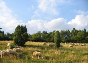 Schafe auf einer Wiese 