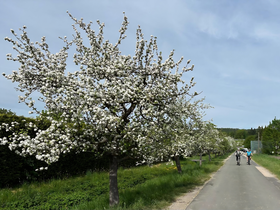 Bl&uuml;hernder Streuobstbaum