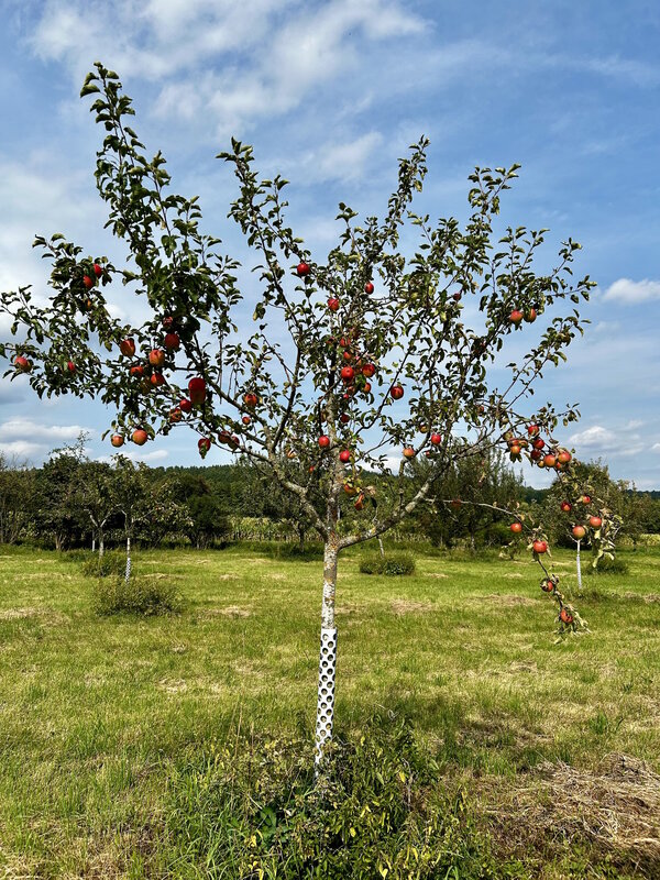 Ein Apfel-Baum steht auf einer Wiese