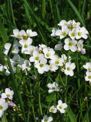 Wiesen-Schaumkraut
