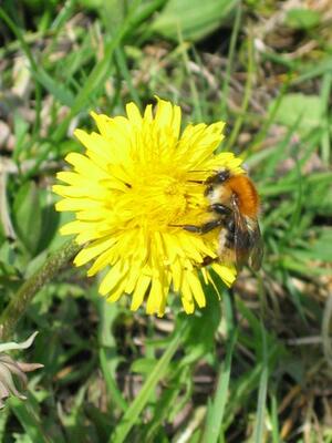 Hummel auf L&ouml;wenzahn
