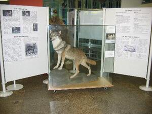 Wolf