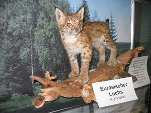 Junger Luchs