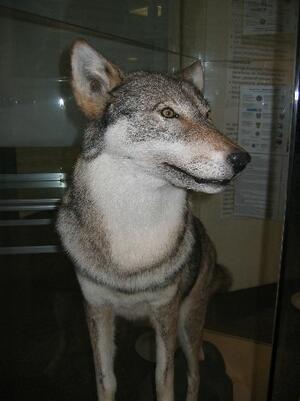 Wolf