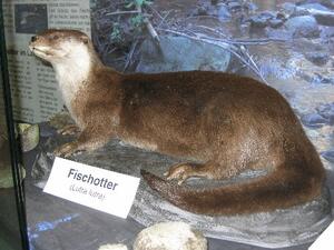 Fischotter