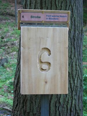 Baumartentafel