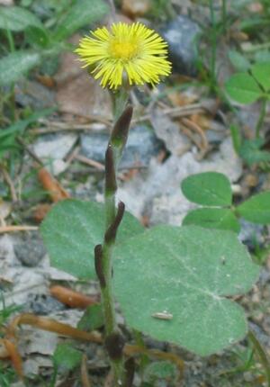 Huflattich mit Blatt
