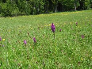 Orchideenwiese