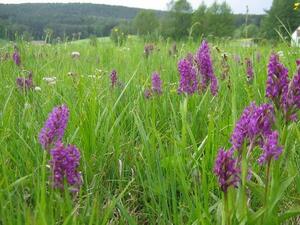 Orchideenwiese