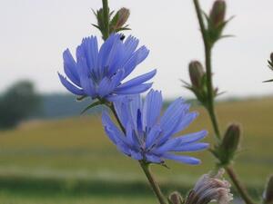 Wegwarte