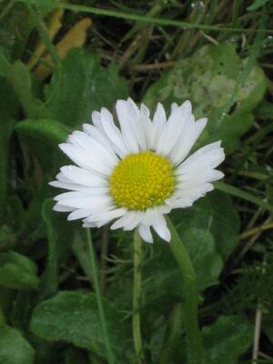 G&auml;nsebl&uuml;mchen