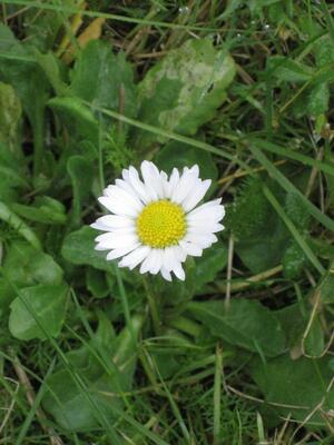 G&auml;nsebl&uuml;mchen