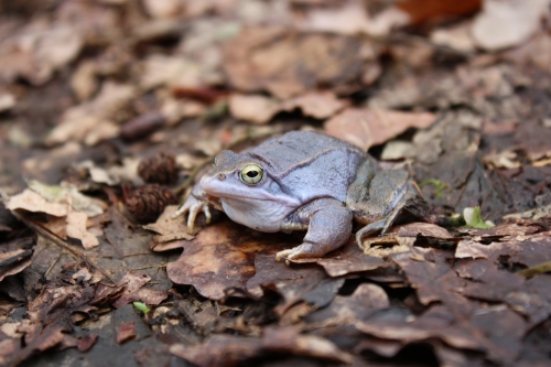 Moorfrosch-M&auml;nnchen