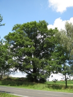 Naturdenkmal Eiche an der Ostmarkstra&szlig;e