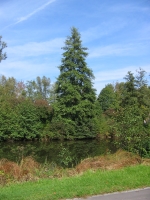 Schwarzerle