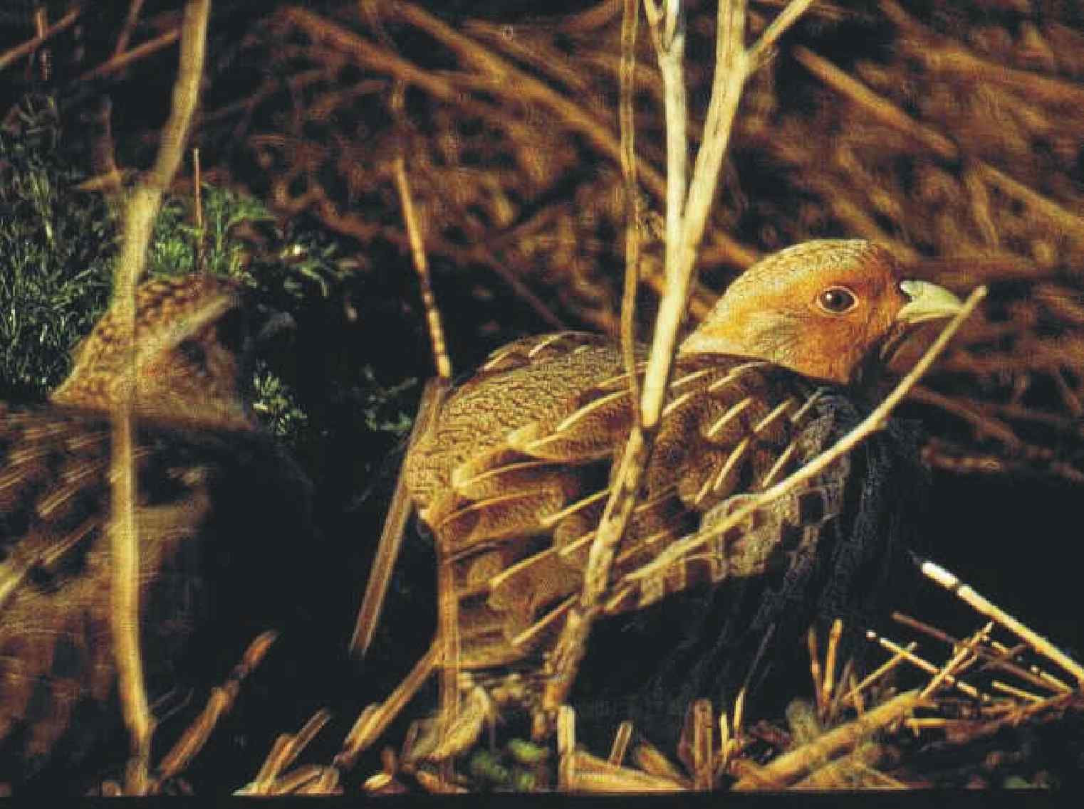 Rebhuhn, Foto: Wolfgang Kaiser