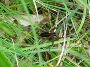 Gerandete Jagdspinne (Dolomedes fimbriatus) - RLB 3
