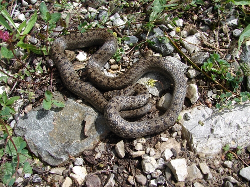 Schlingnatter (Foto Wolfgang V&ouml;lkl)