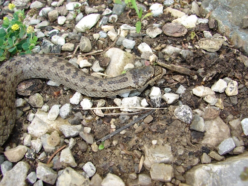 Schlingnatter (Foto Wolfgang V&ouml;lkl)