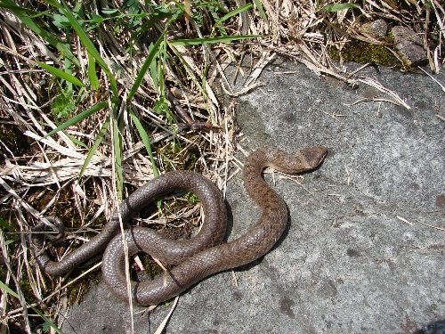 Schlingnatter (Foto Wolfgang V&ouml;lkl)