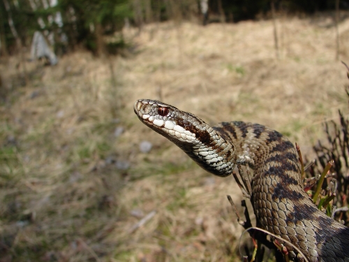 Kreuzotter (Foto Wolfgang V&ouml;lkl)