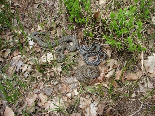 Kreuzotter Weibchen und M&auml;nnchen (Foto Wolfgang V&ouml;lkl)