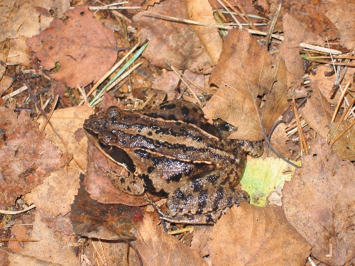 Moorfrosch