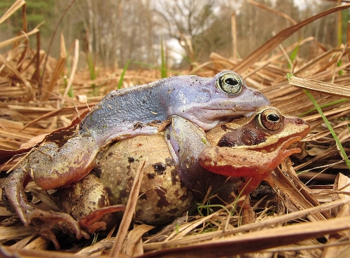 Moorfr&ouml;sche (Foto Wolfgang Nerb)