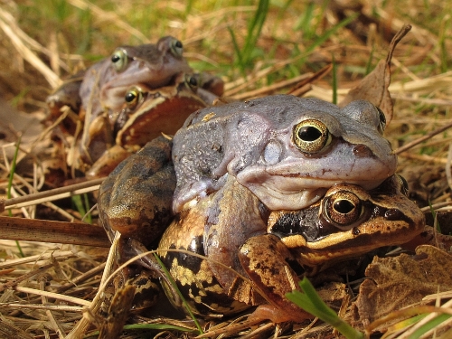 Moorfr&ouml;sche (Foto Wolfgang Nerb)