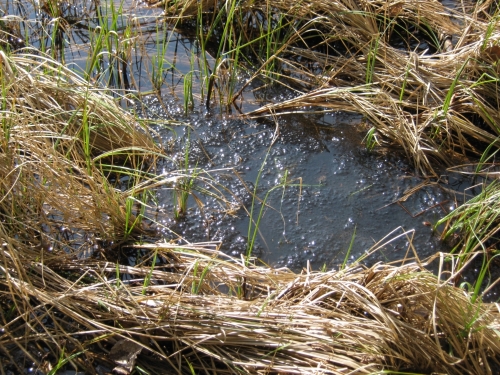 Moorfrosch-Laich