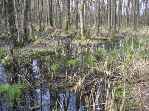 Sommerlebensraum