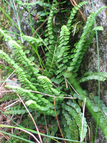 Braungr&uuml;ner Serpentin-Streifenfarn