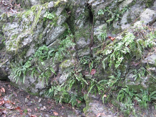 Fels mit Serpentinfarnen im Raum Winklarn